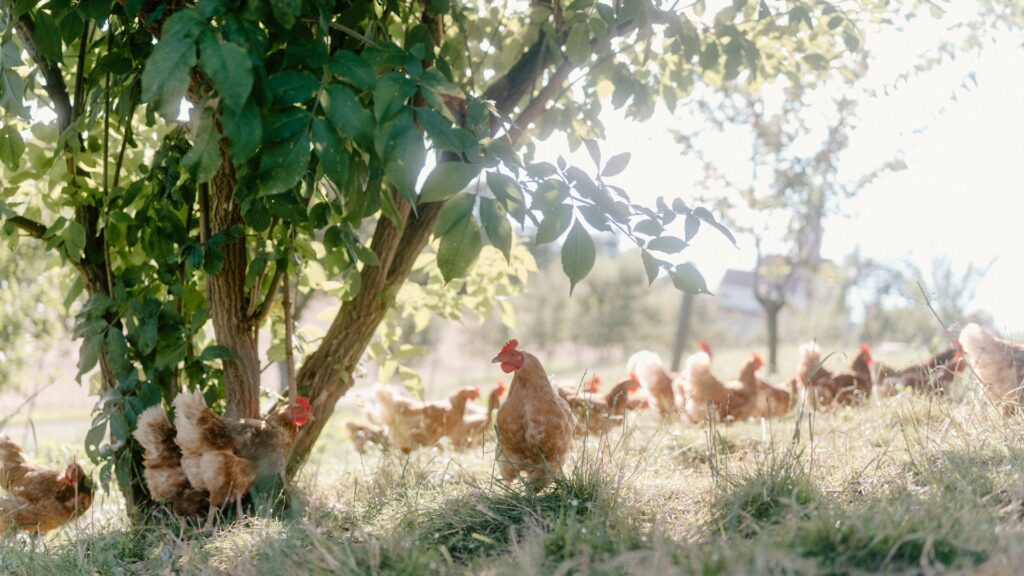 Bio Weiden Eier vom Handlhof Allerheiligen bei Wildon